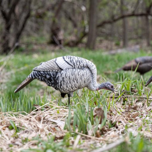 Limited Smoke Phase | Feeding Hen - Image 5