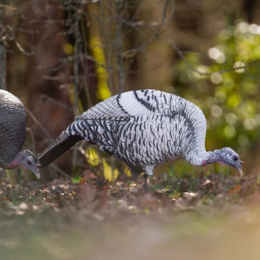 Limited Smoke Phase | Feeding Hen - Image 7