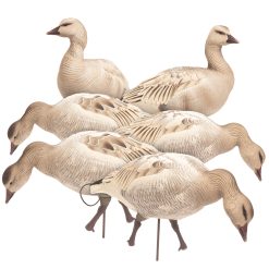 Snow Goose Juvie | Combo 6-Pack