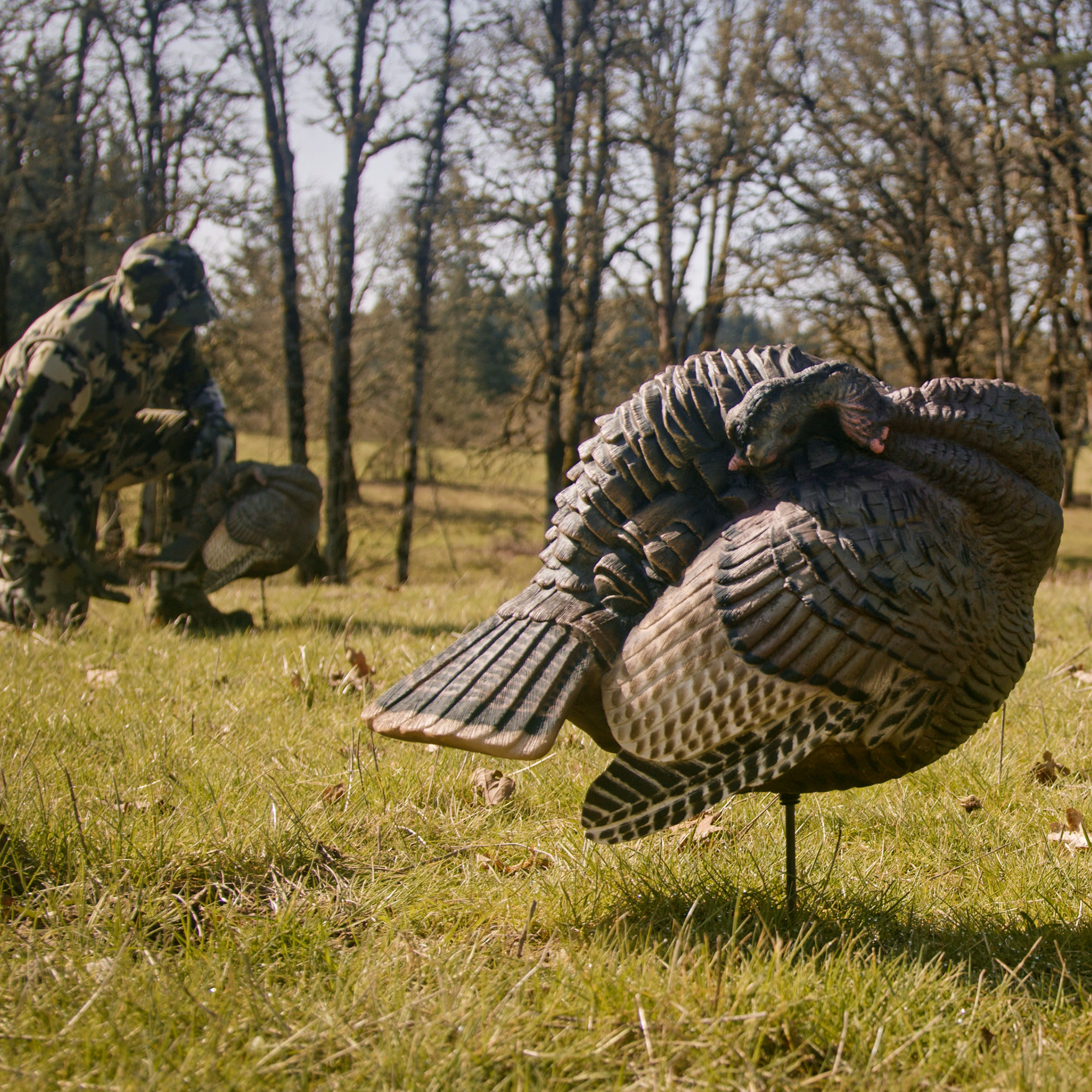 Preening Pair - Image 7