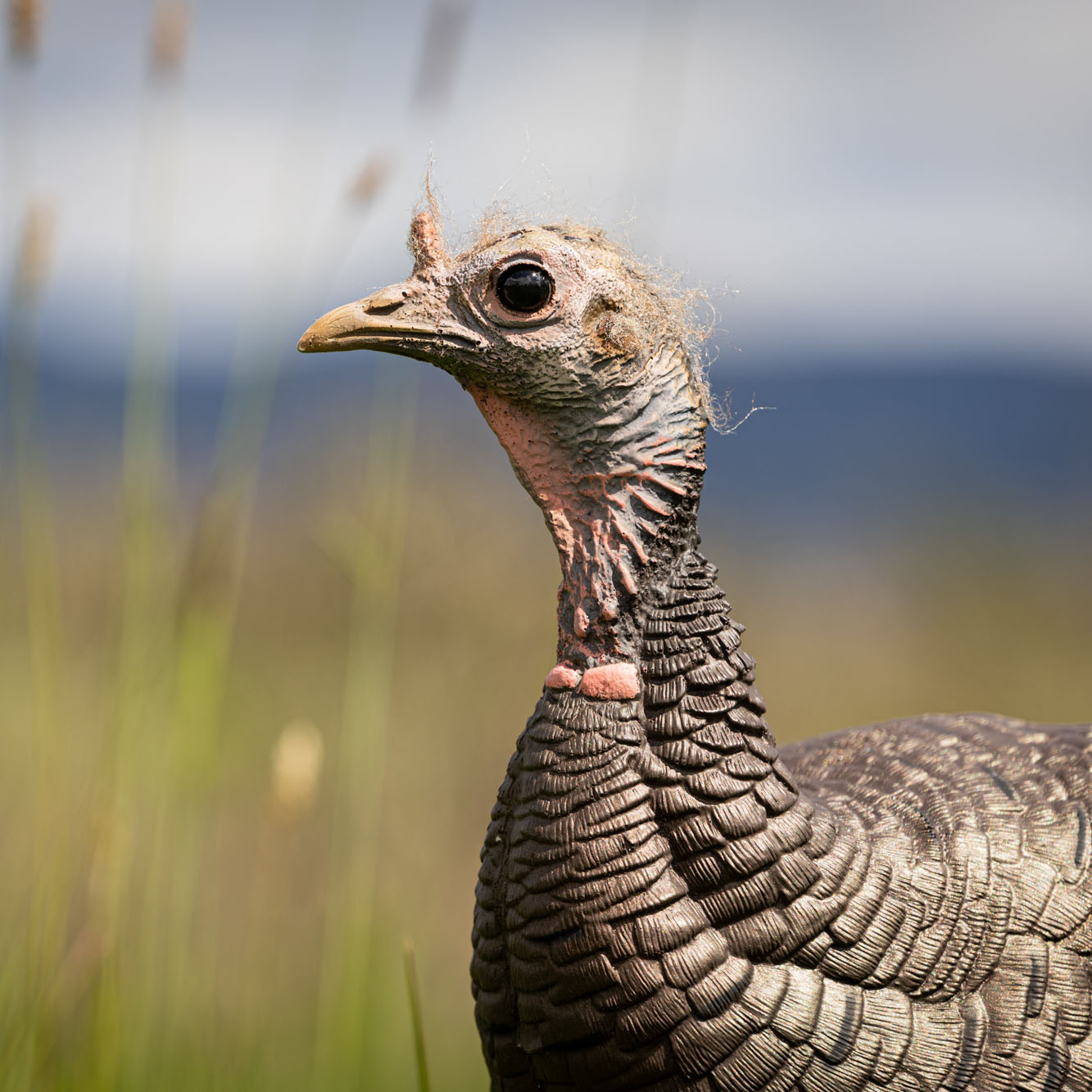 Limited Turkey | 25th Anniversary Hen - Image 5