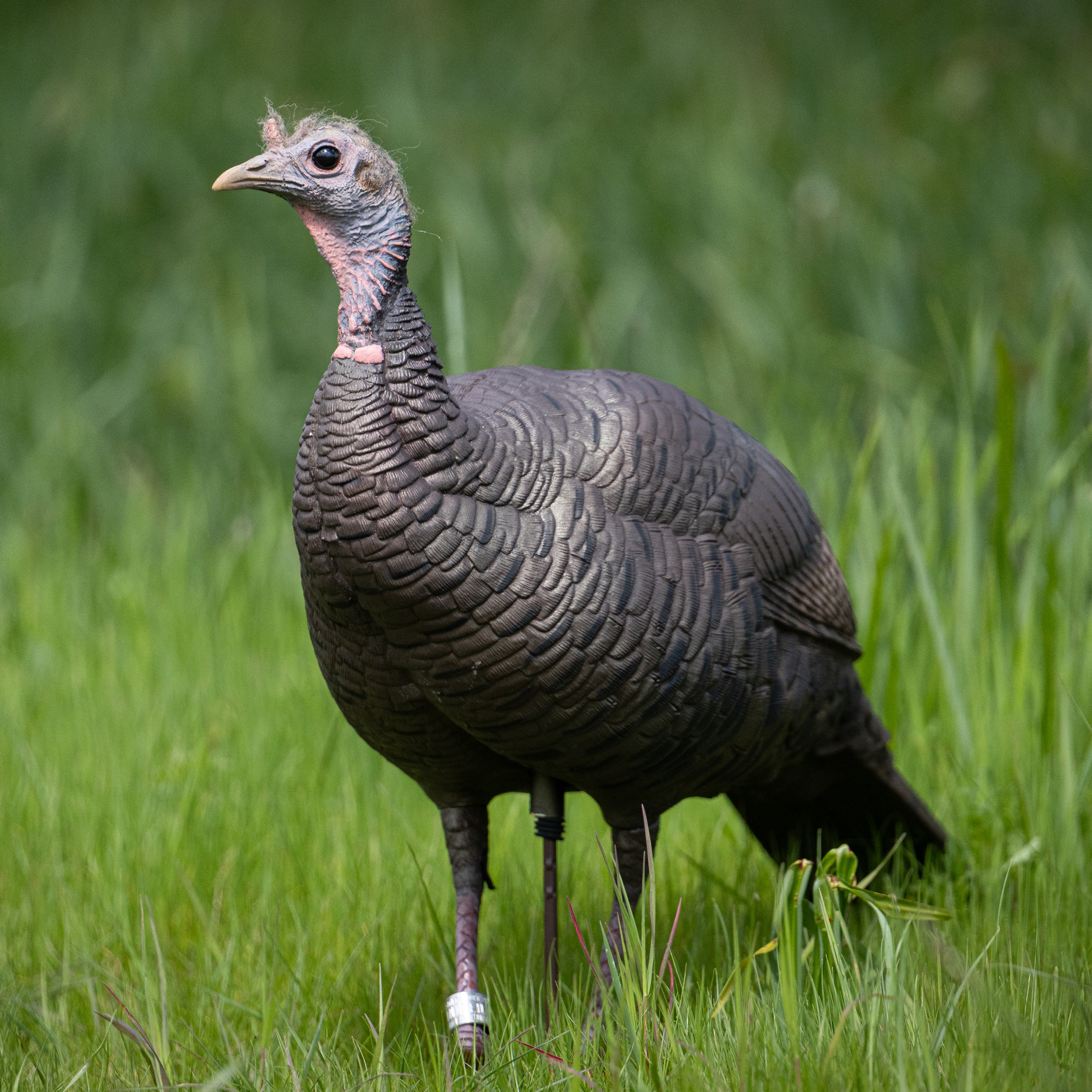 Limited Turkey | 25th Anniversary Hen - Image 4