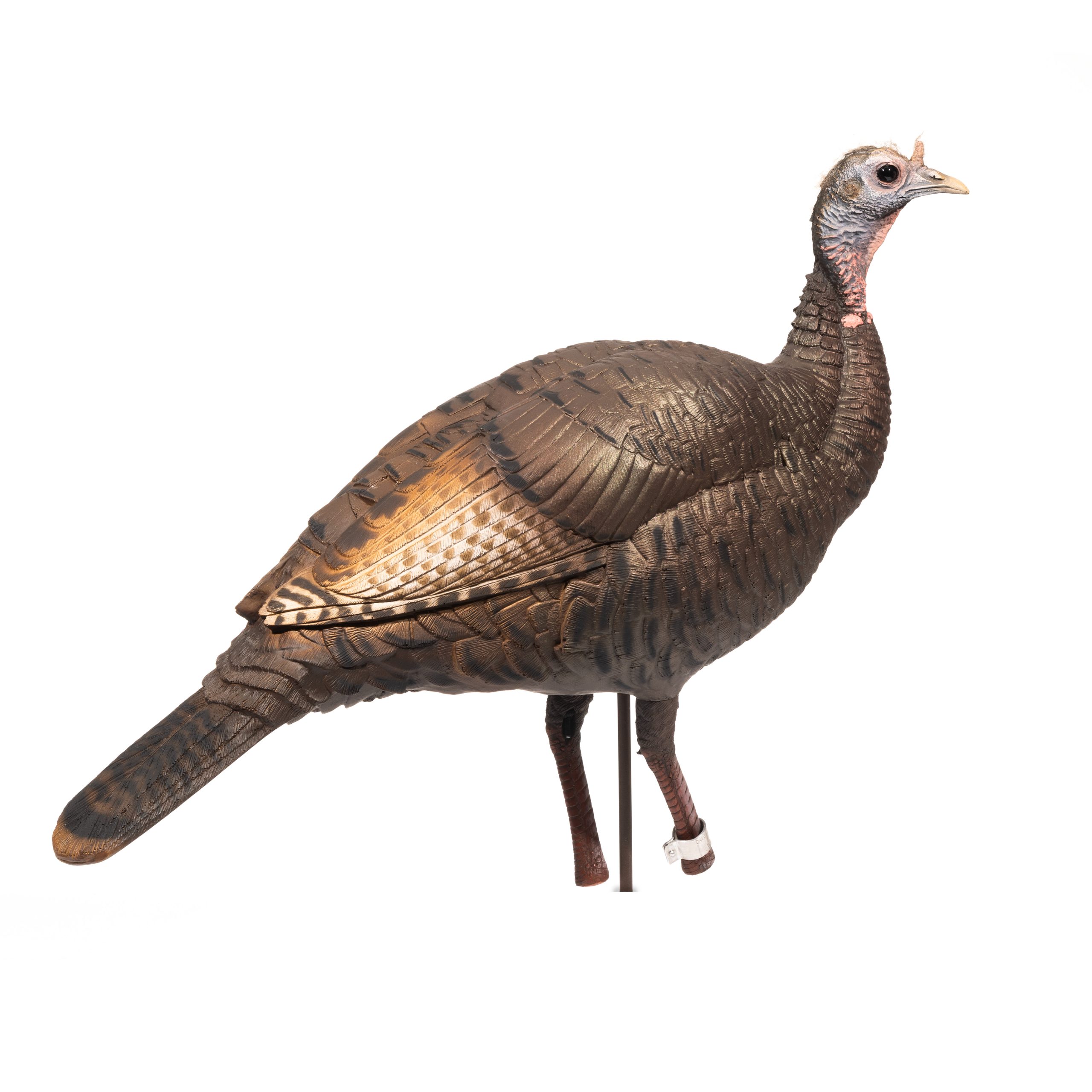 Limited Turkey | 25th Anniversary Hen