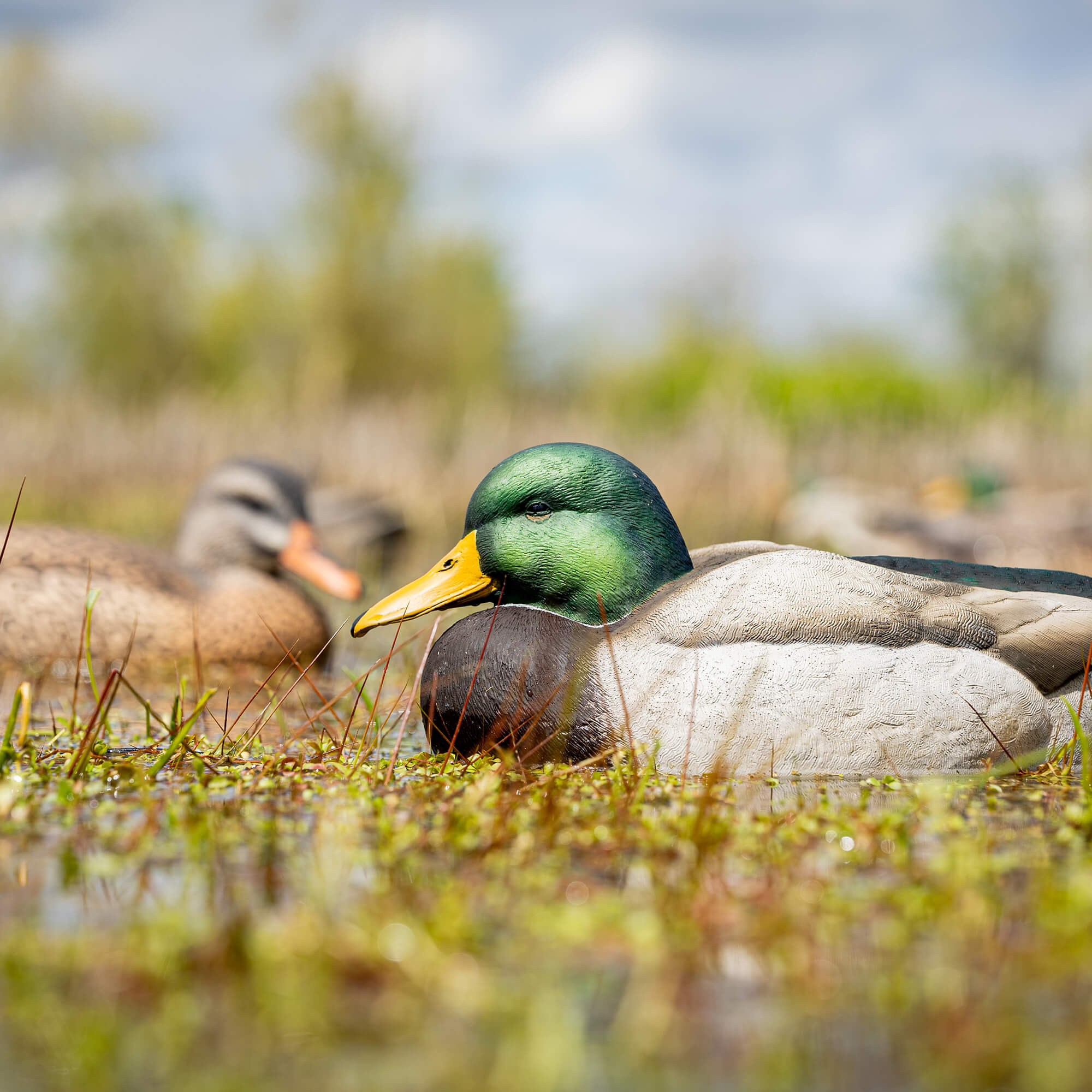 Limited Series | 25th Anniversary Mallard Pair - Image 2